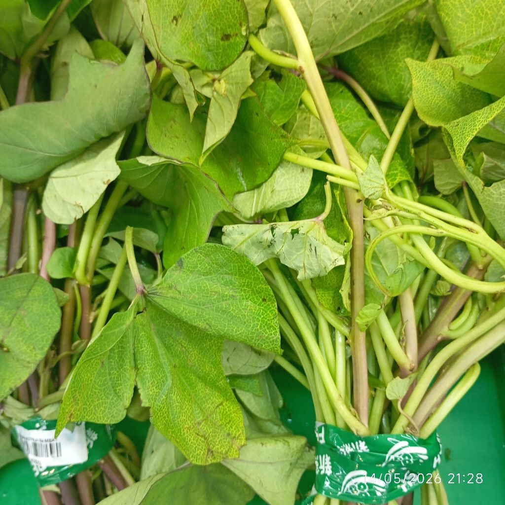 DAUN UBI/KETELA RAMBAT SEGAR PERIKAT