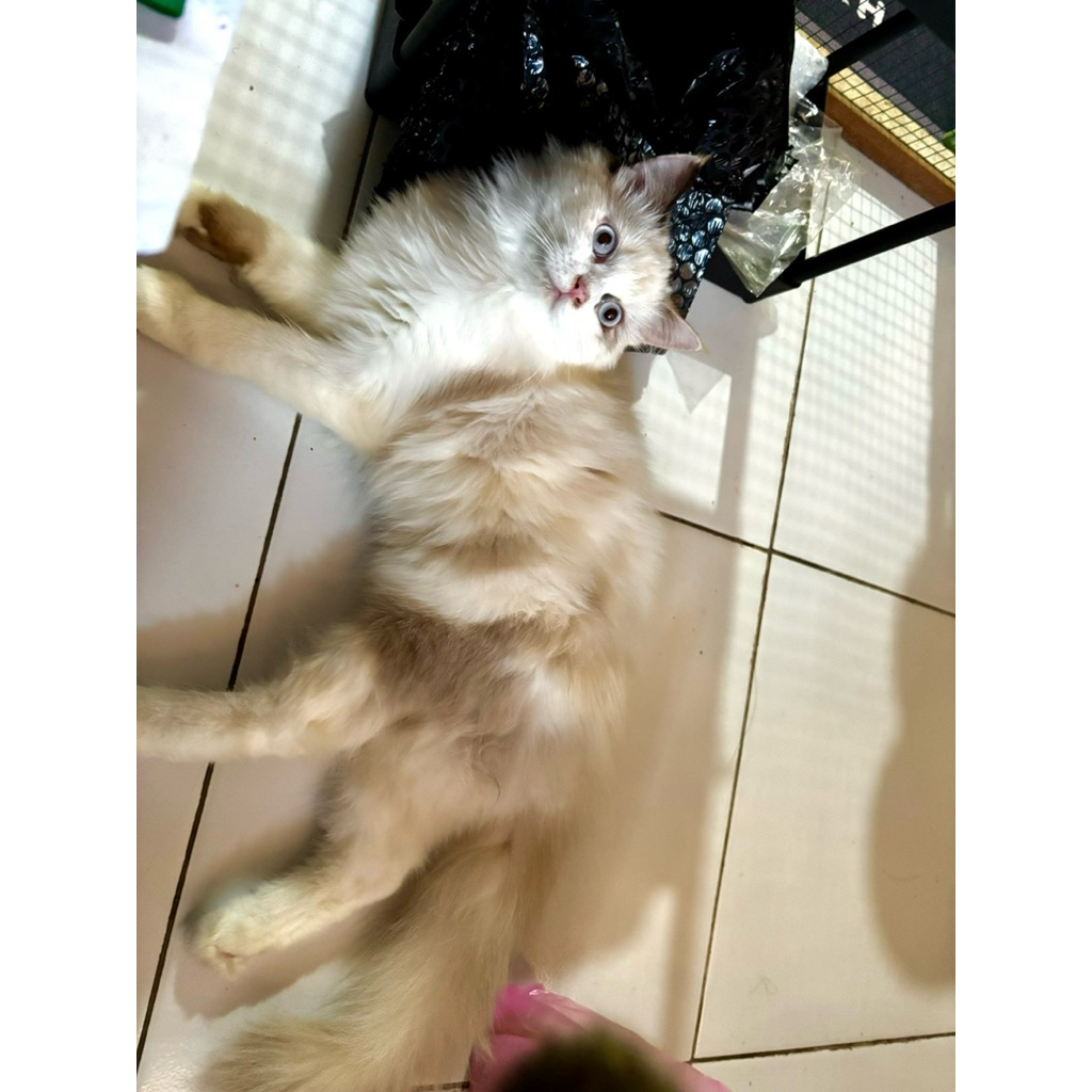ragdoll betina