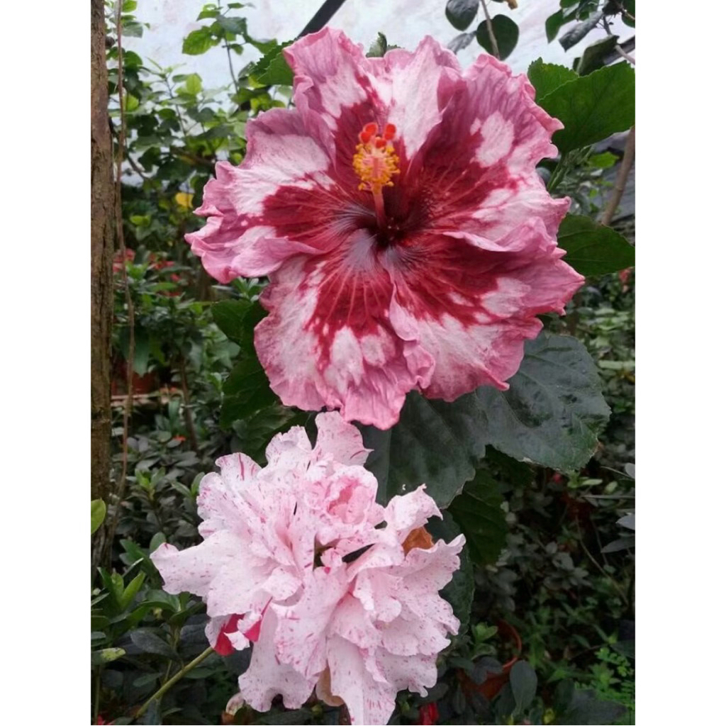 PROMO Tanaman Hias Hibiscus Bunga Sepatu Bangkok Import