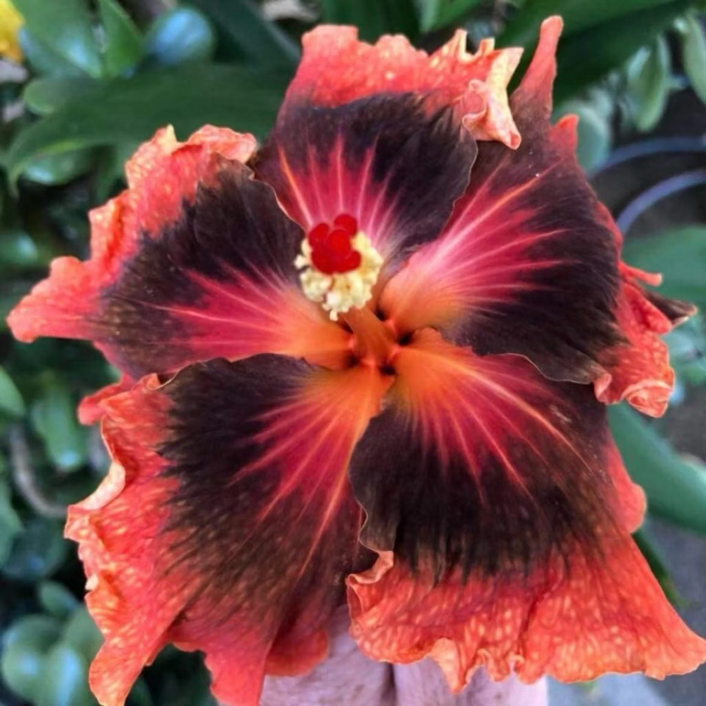 PROMO Tanaman Hias Hibiscus Bunga Sepatu Bangkok Import