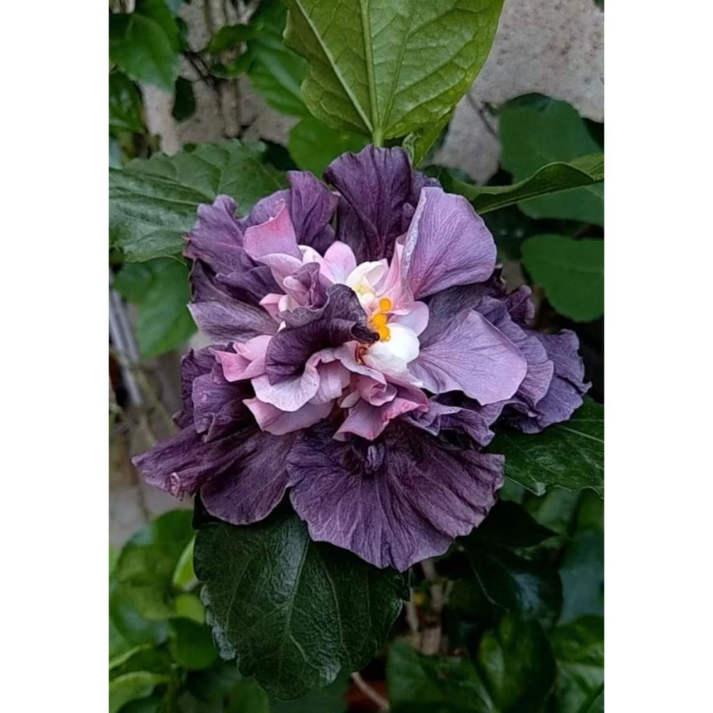 PROMO Tanaman Hias Hibiscus Bunga Sepatu Bangkok Import