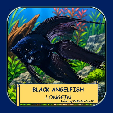 IKAN HIAS AIR TAWAR - BLACK LONGFIN ANGELFISH / MANFISH BLACK SLAYER (IKAN AQUASCAPE) SIZE INDUK