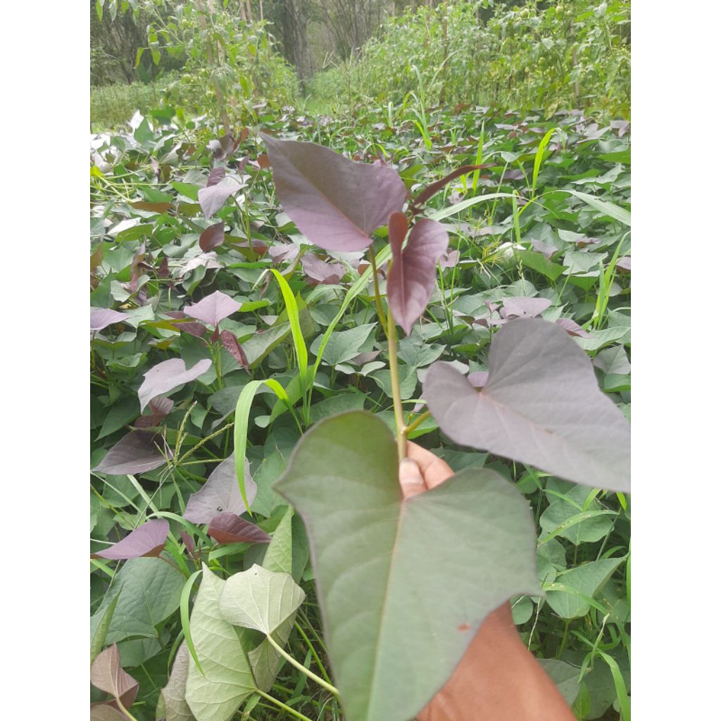 BIBIT UBI JALAR UNGU