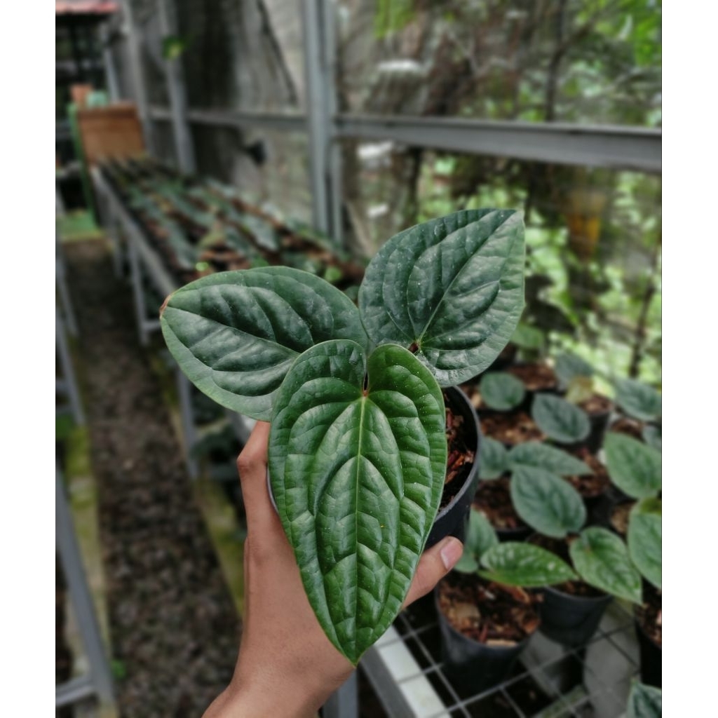 ANTHURIUM SIRIH ( RADICANS)