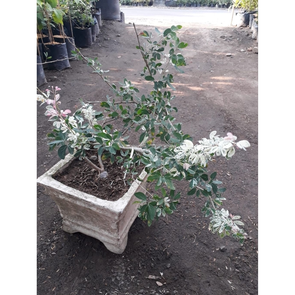 Asem Londo Variegata