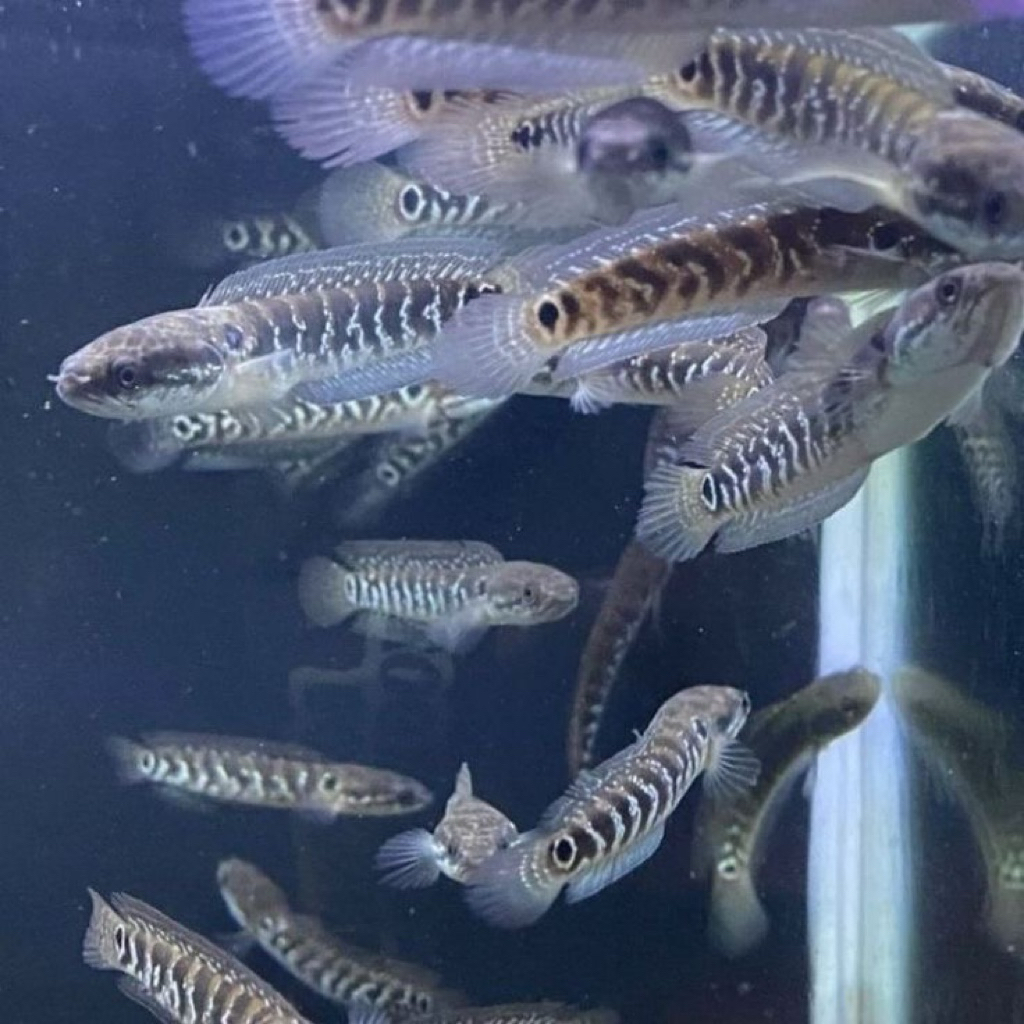 Channa asiatica WS 5-6cm