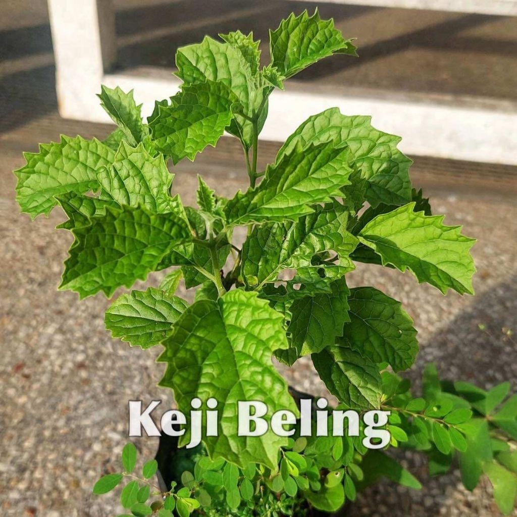 Bibit Tanaman Keji Beling Herbal Obat Batu Ginjal