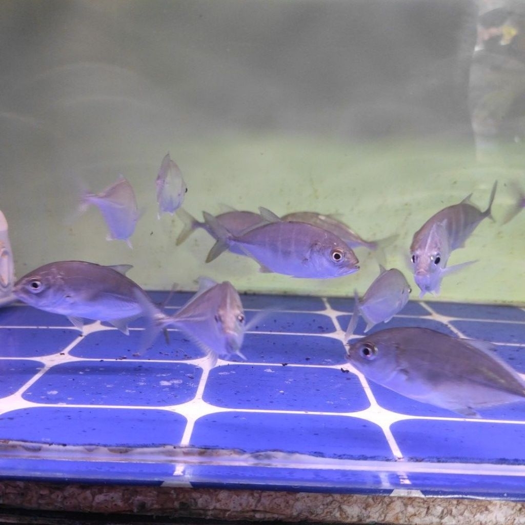 mainan ikan GT size 6-7-8 bisa di air tawar
