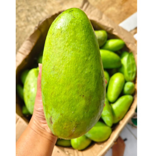 Mangga Kiojay + Bumbu Cocol Bangkok Premium Mangga Kiojay Termurah Mangga Kiojay Ngidam Ngerujak