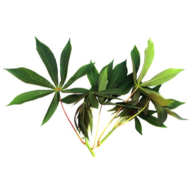 daun singkong, sayur daun singkong, segar