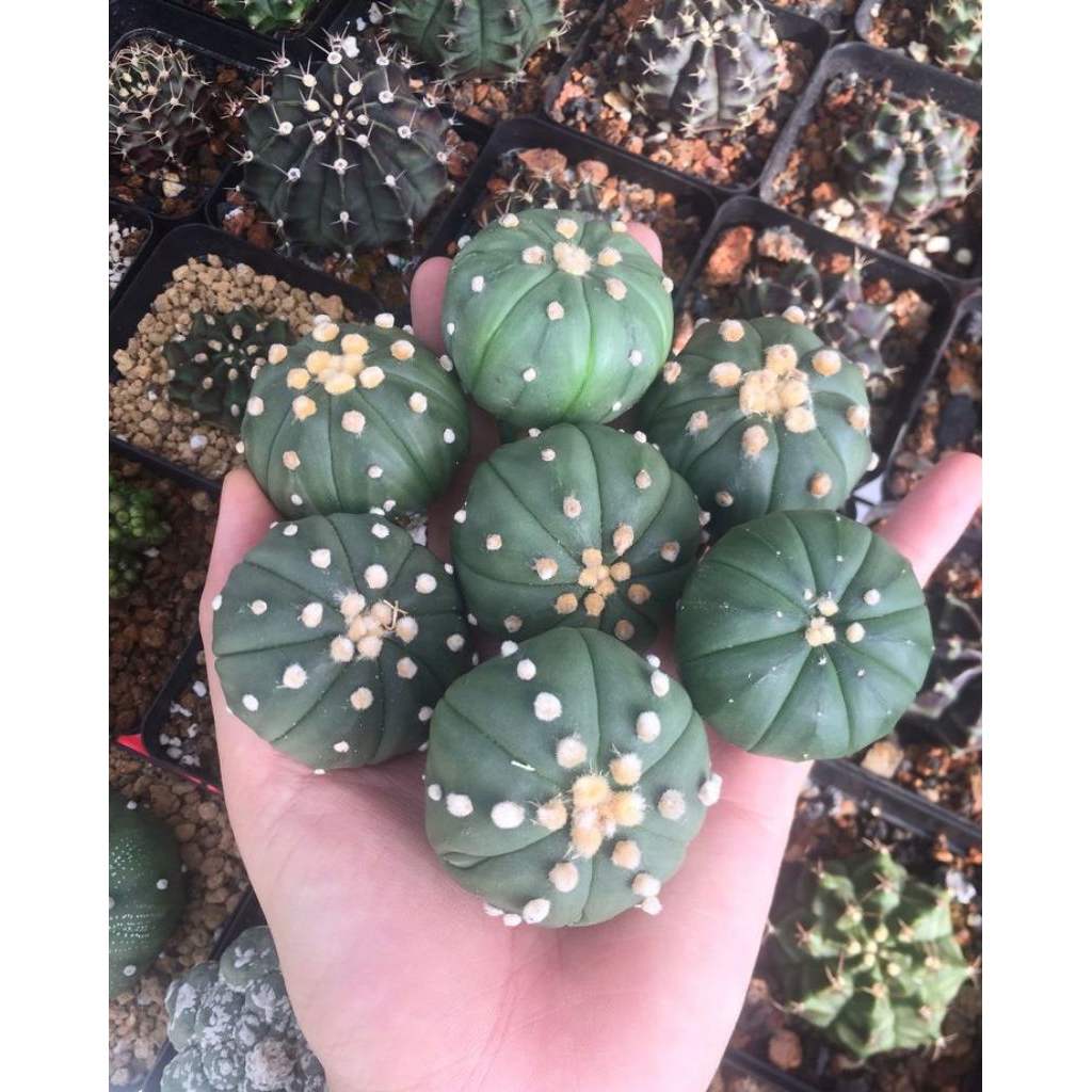 Kaktus astrophytum Nudum Diameter -+5cm Besar / Tanaman kaktus / tanaman hidup