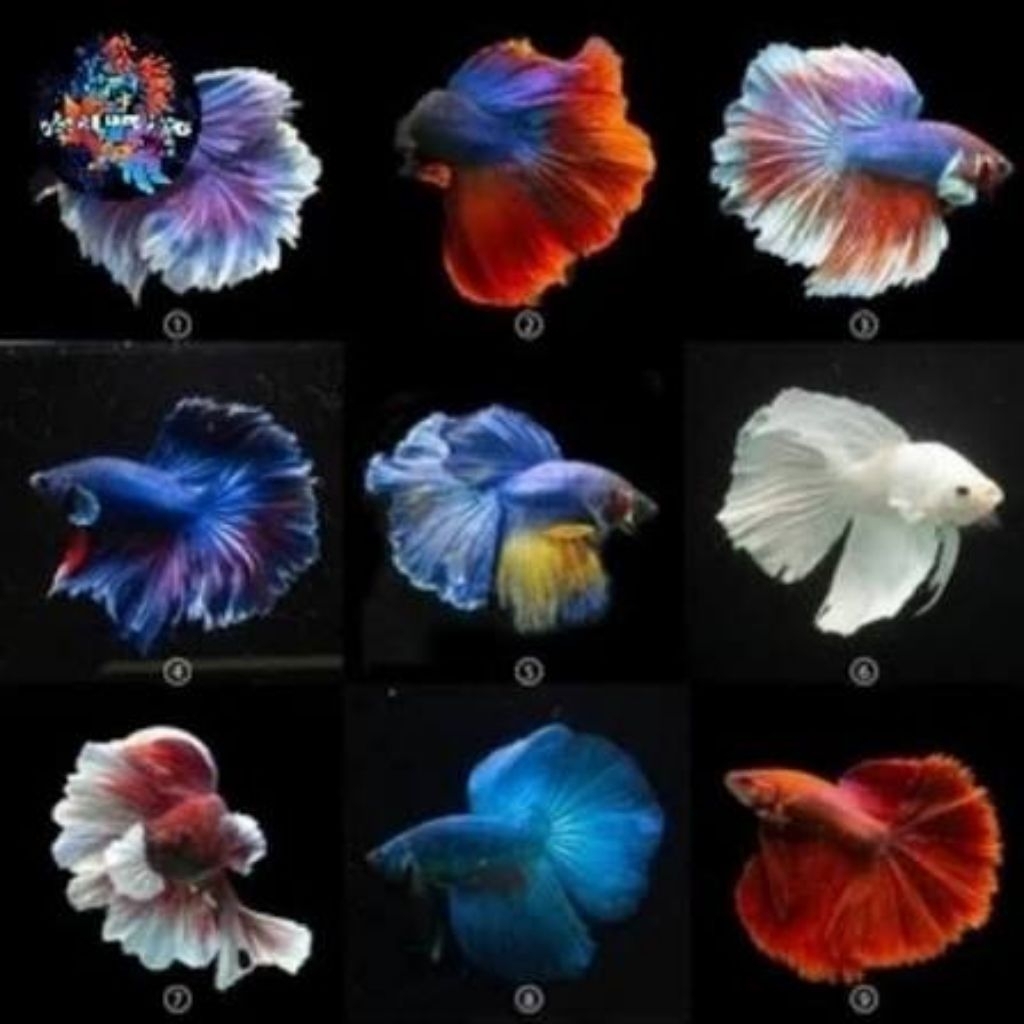 HIASAN AQUARIUM CUPANG HALFMOON, ROSETAIL, BIGEAR, DUMBO EAR SIZE L - XL TERMURAH