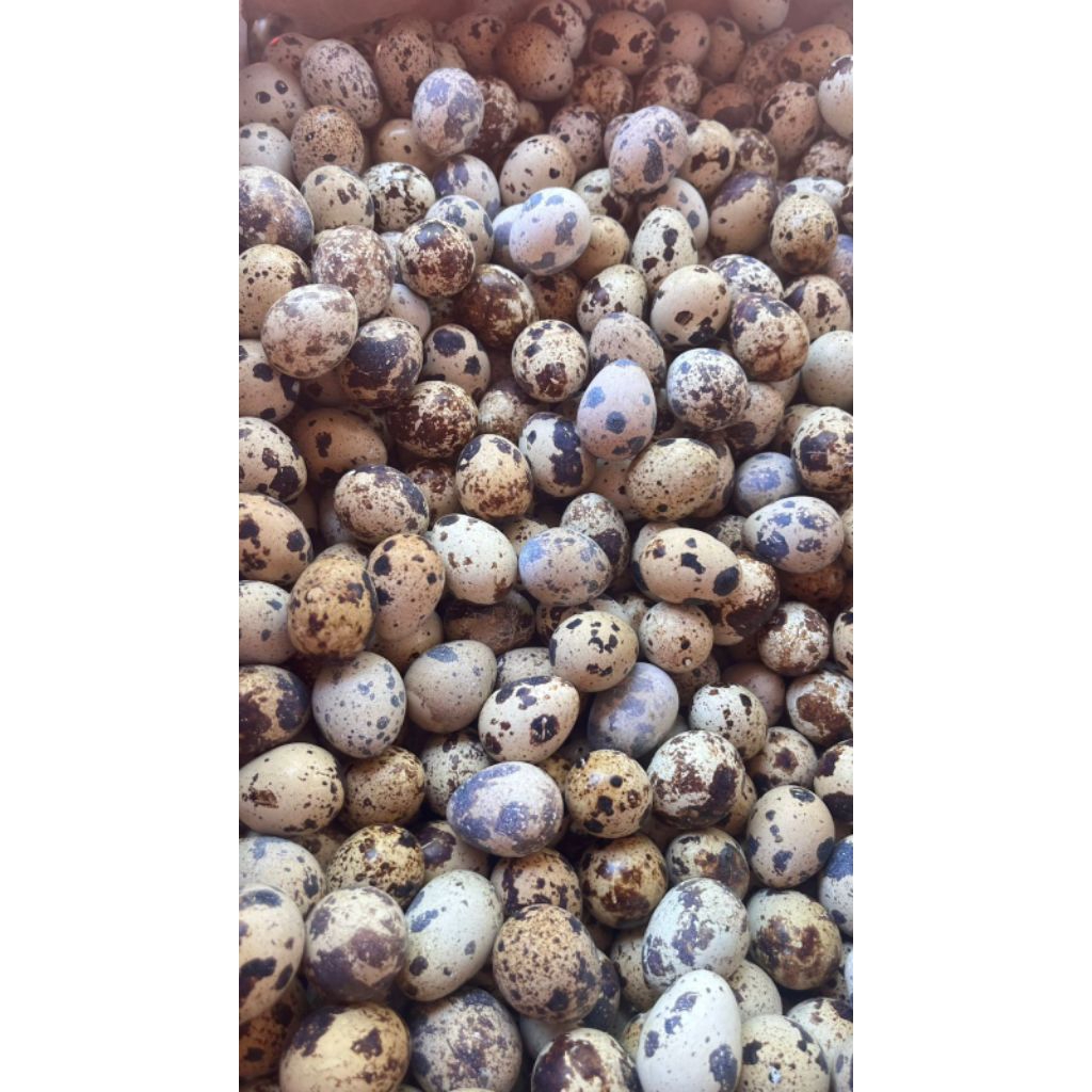 JUAL TELUR PUYUH FRESH 1KG KIRIM INSTAN, PAITON KOTAANYAR TANJUNG PROBOLINGGO