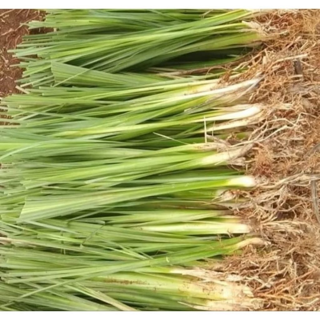 Paket 10 Batang Rumput Vetiver Akar Wangi Tanaman Vetiver Akar Wangi Rumput Vetiver Murah