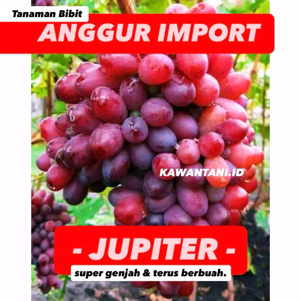 Anggur Import Jupiter varian genjah berbuah (tanpa biji)