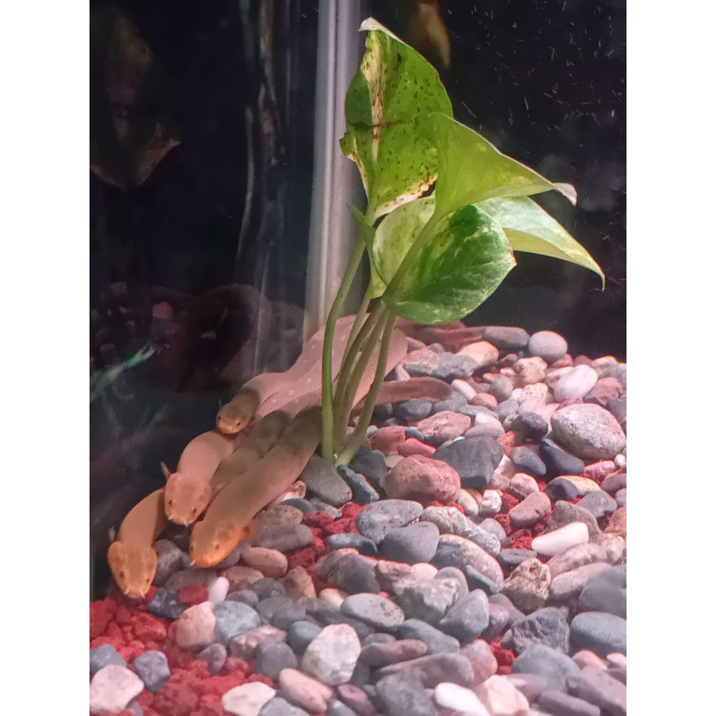 palmas tali ropefish 25 -30cm