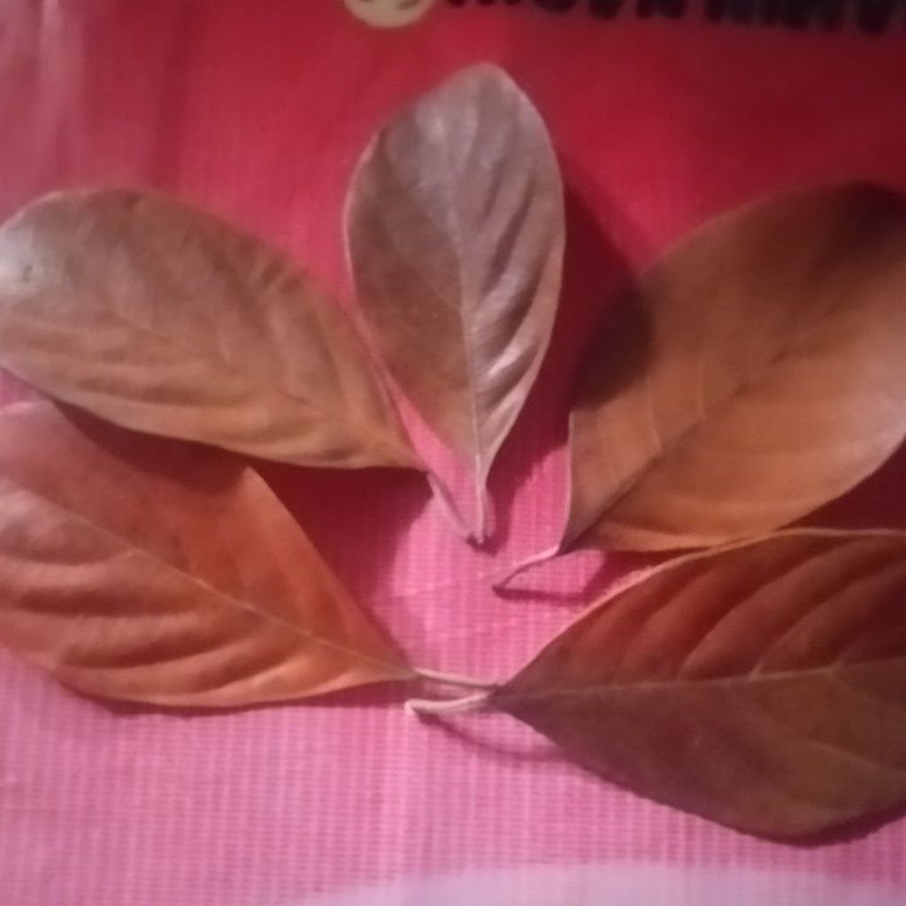 DAUN NANGKA KERING