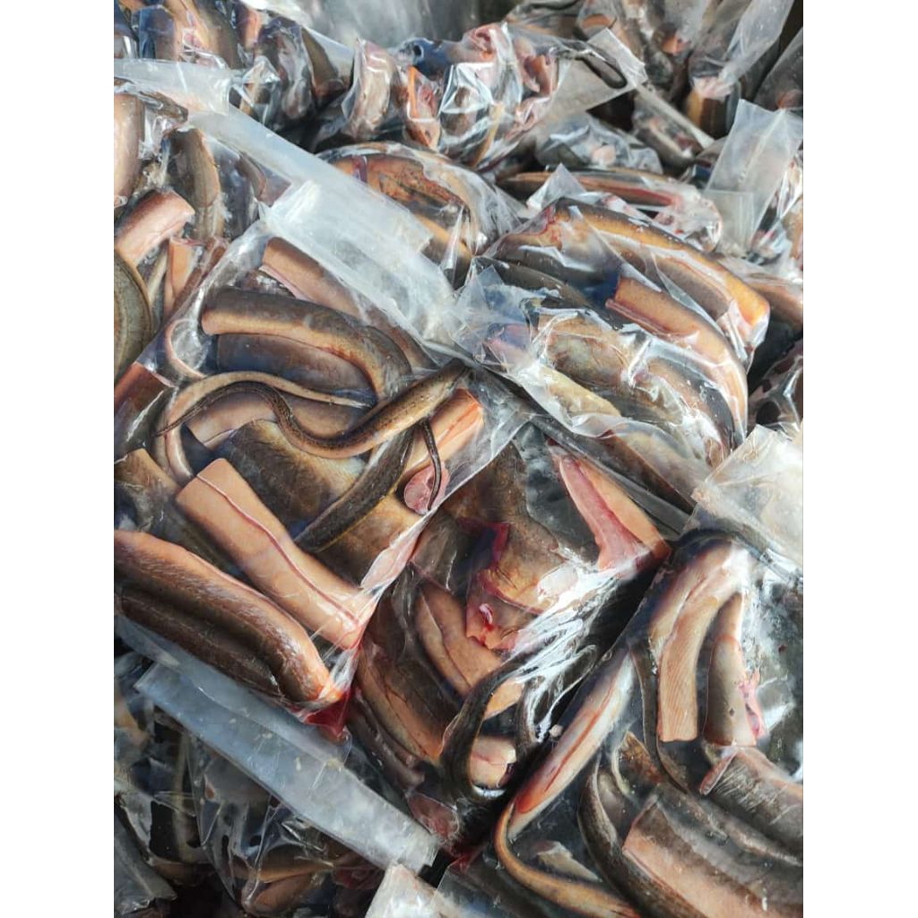 Belut mentah | Belut potong | Belut Frozen | ikan belut | Belut +-400 gram