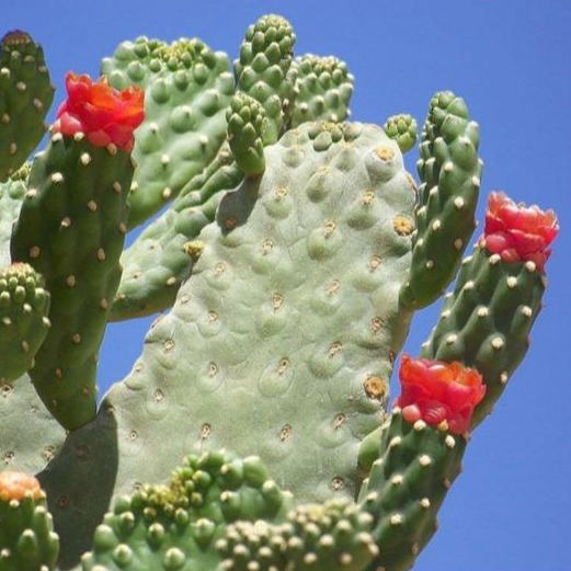 Kaktus Opuntia Consolea rubescens (Road Kill Cactus)