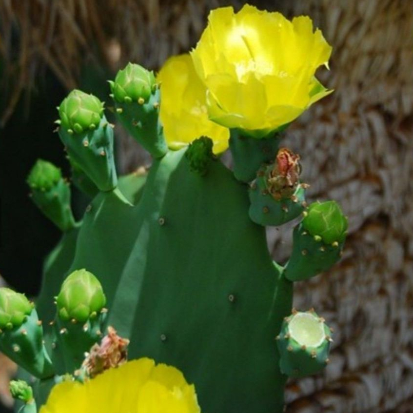 Fresh Cutting Kaktus Opuntia Gomei / Old mexico