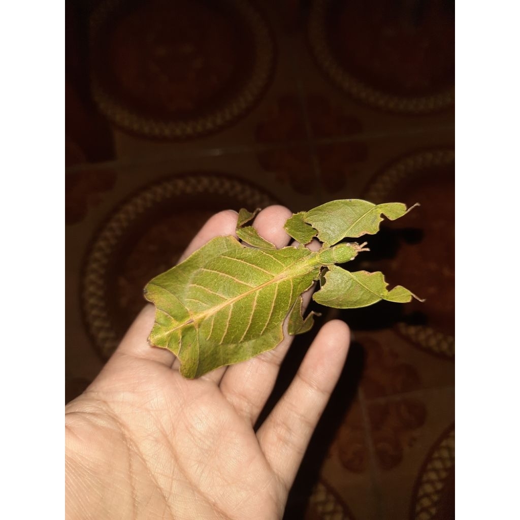 Belalang daun jambu betina 8cm