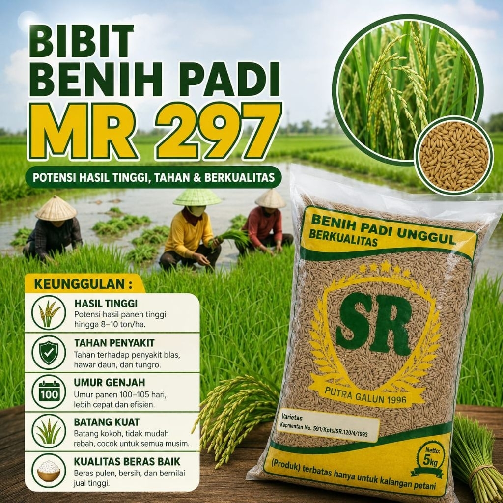 Benih BIBIT PADI MR 297 UNGGUL BERKUALITAS KEMASAN 5KG