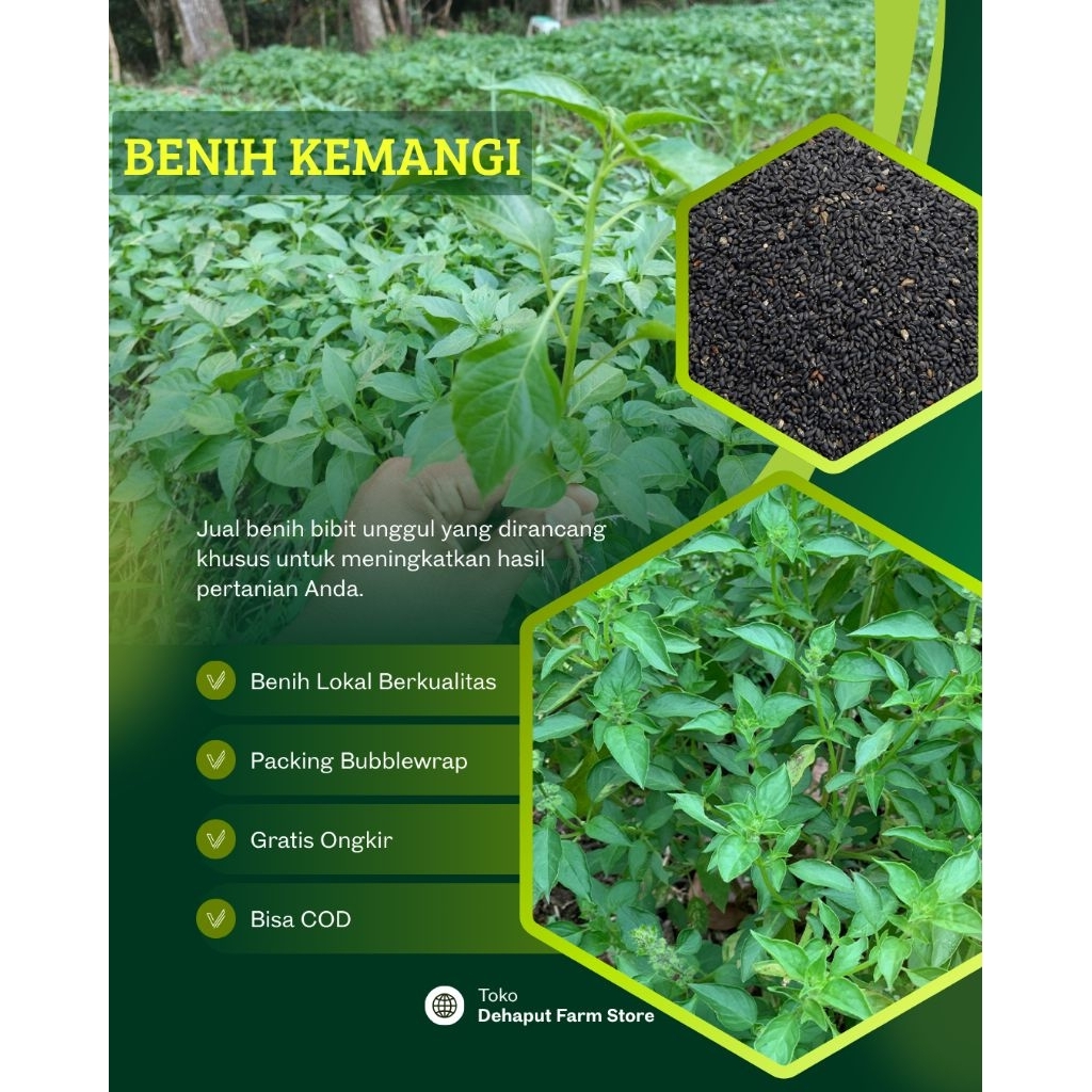 Benih Unggul KEMANGI (1000 biji)