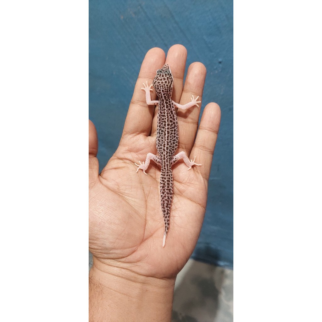 Mainan Leopard Gecko Super Snow Eclipse