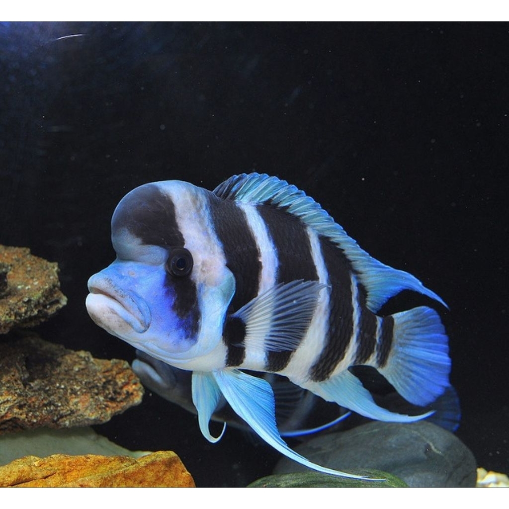 Frontosa Burundi | Frontosa Cichlid | Cichlid Afrika