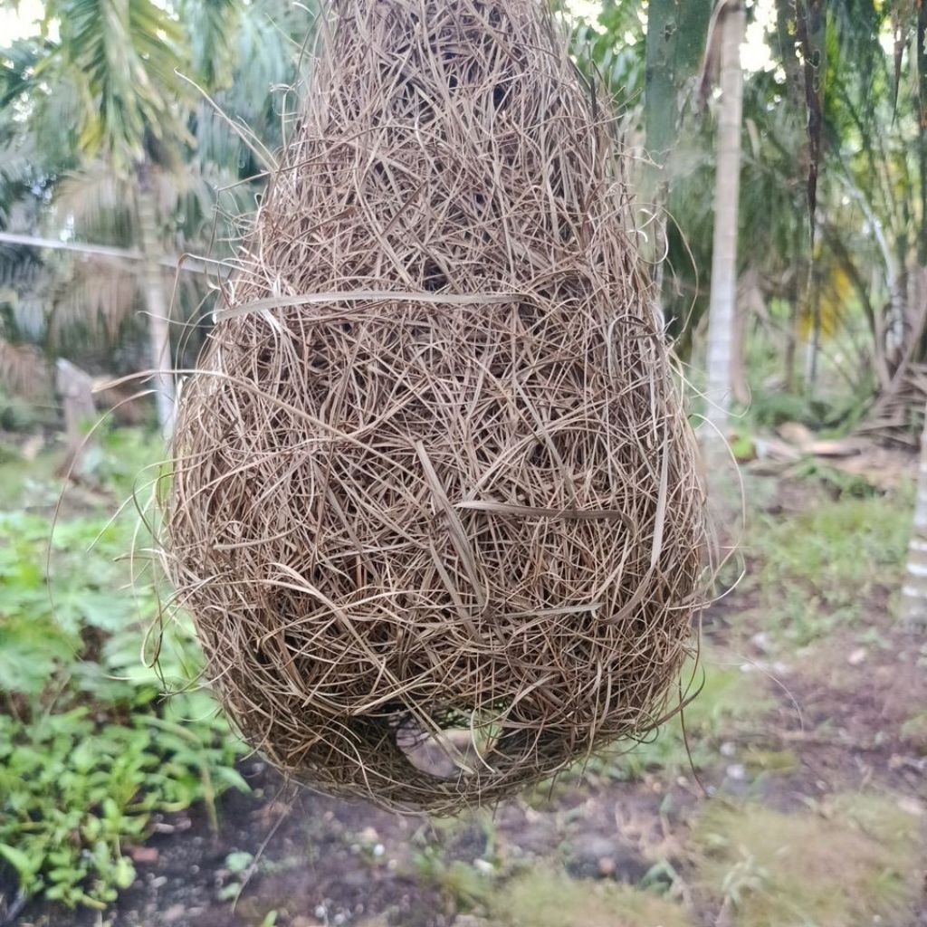 sarang burung manyar