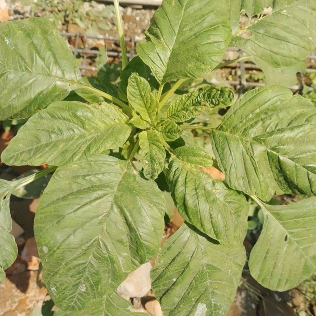 100 Biji Benih Bayam Daun Lebar Benih Bayam Raja