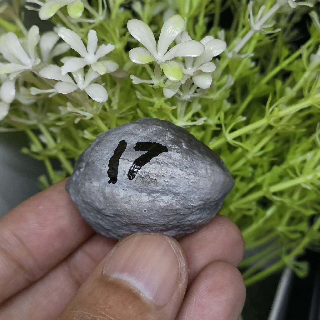 Muncang Adu Jabra CBR kode 17