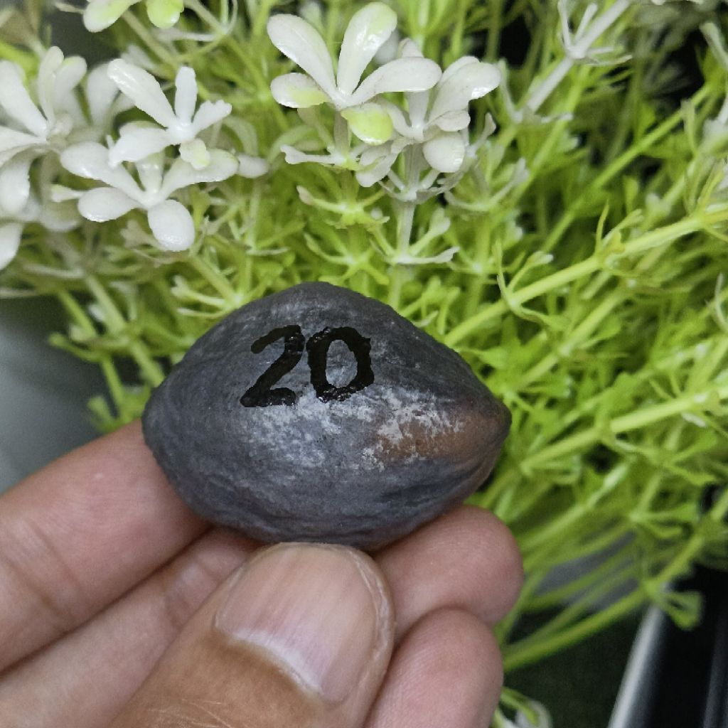 Muncang Adu Jabra CBR kode 20