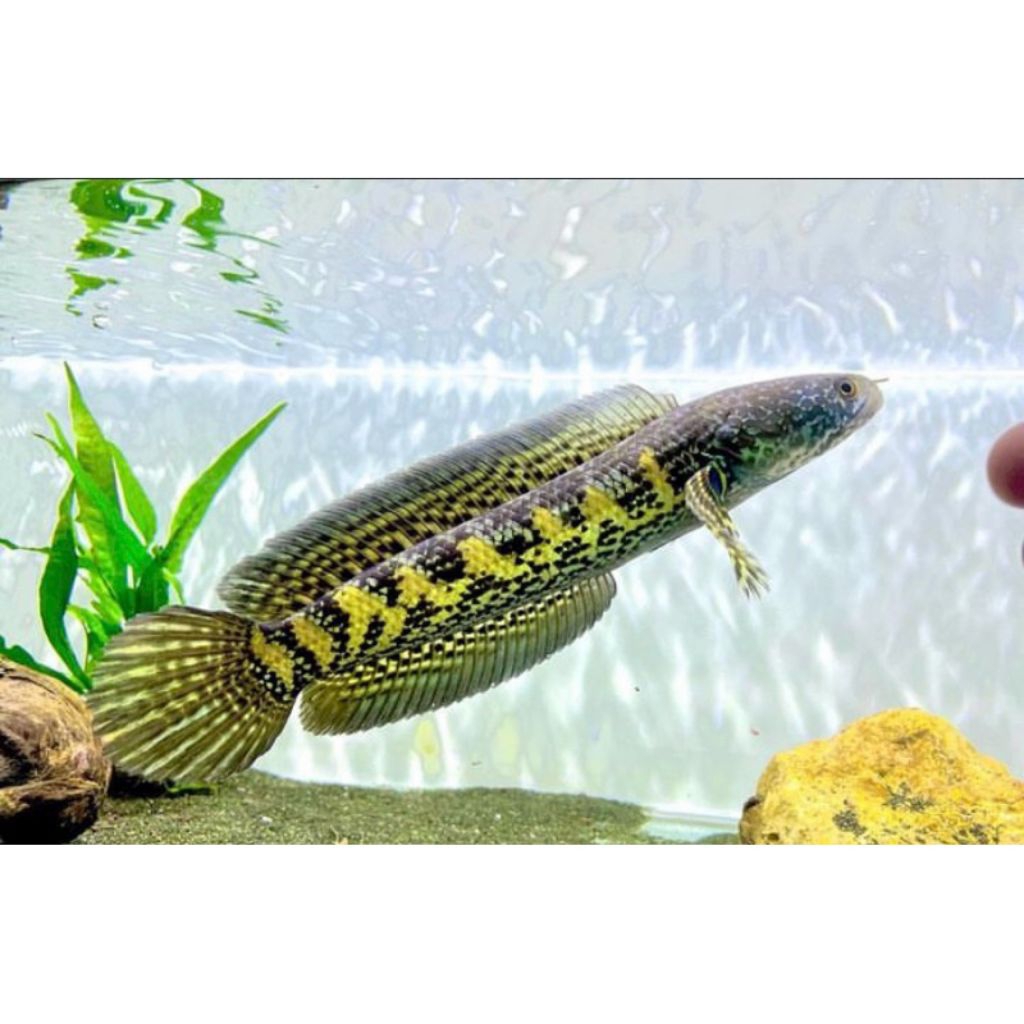 Ikan Channa Auranti CB Ukuran 3-6cm Calon Gondrong