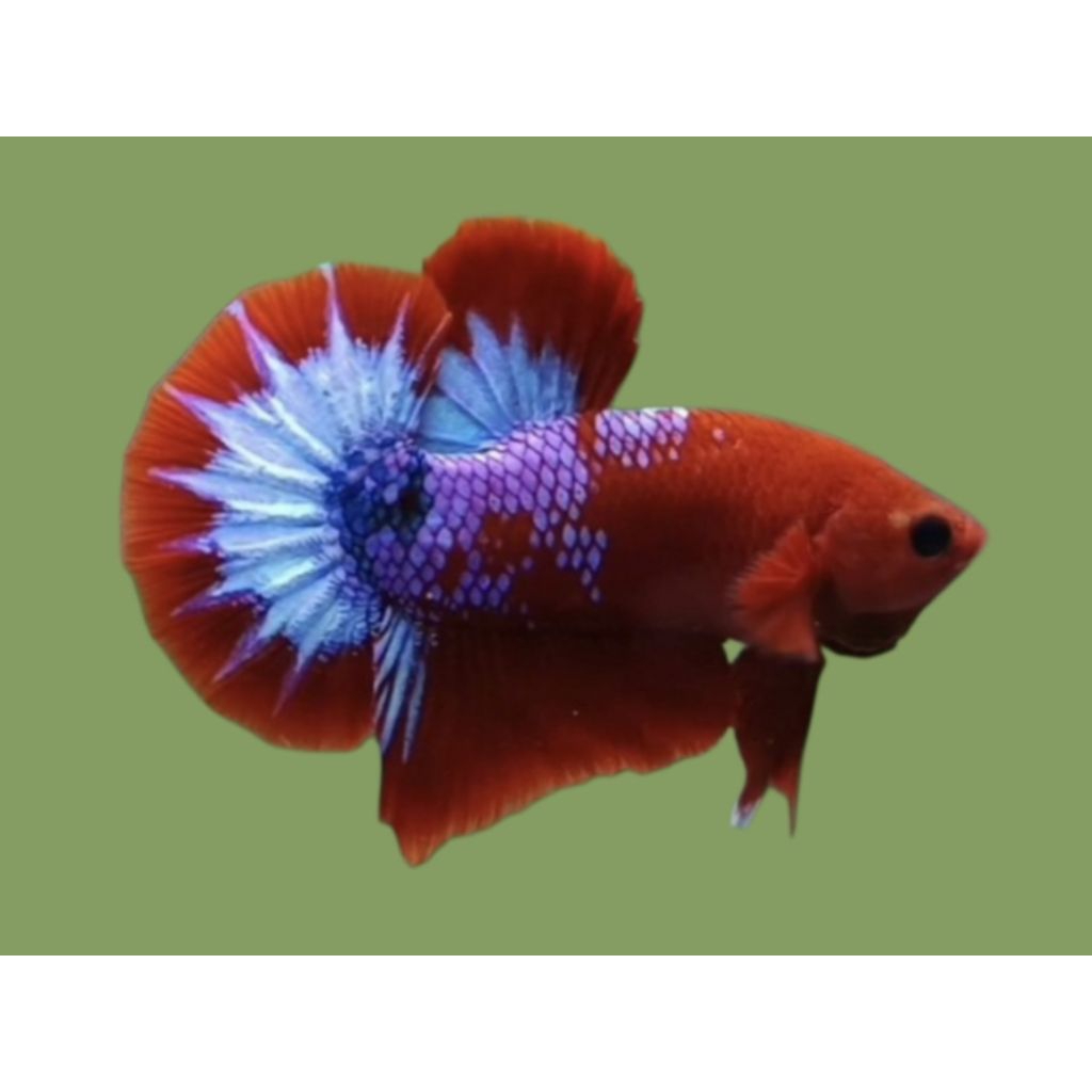 PK RED HELLBOY + PLAKAT RED HELLBOY GRADE A+