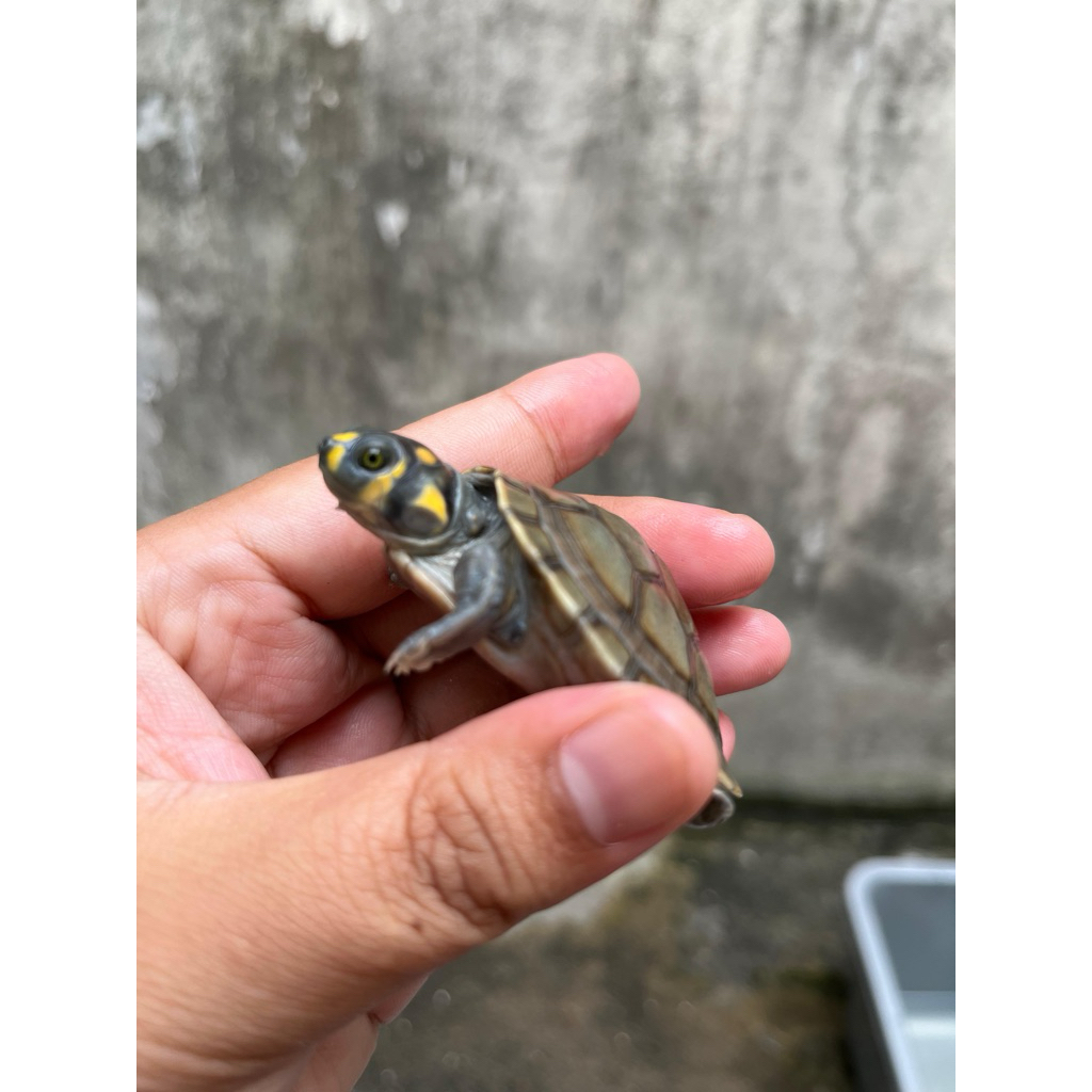Unifilis Kura Badut Hiasan Aquarium size 5 cm