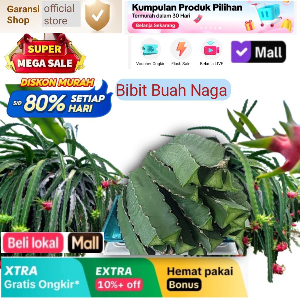 Bibit Buah Naga Merah Super , buah naga, buah