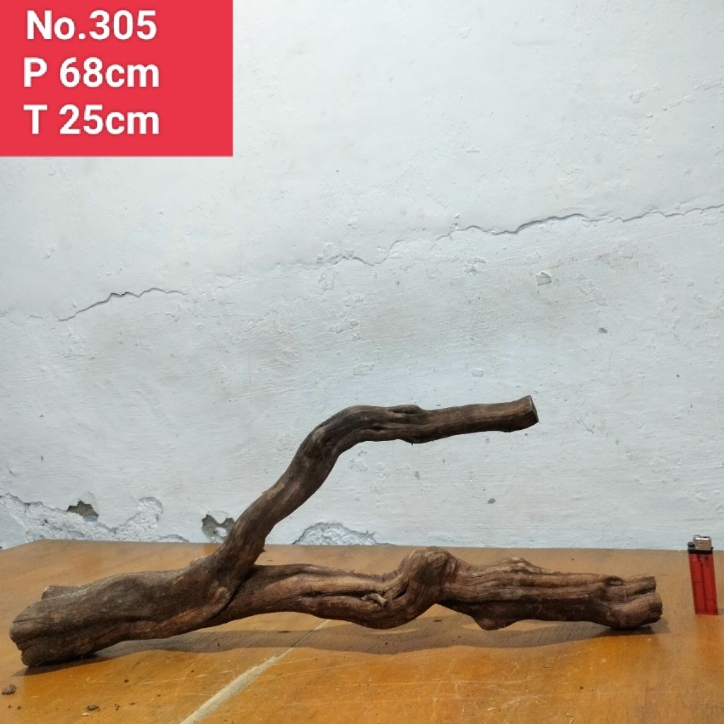 akar santigi laut kayu santigi aquascape aquarium 305