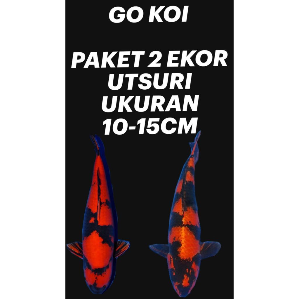 paket 2 ekor Hi Utsuri