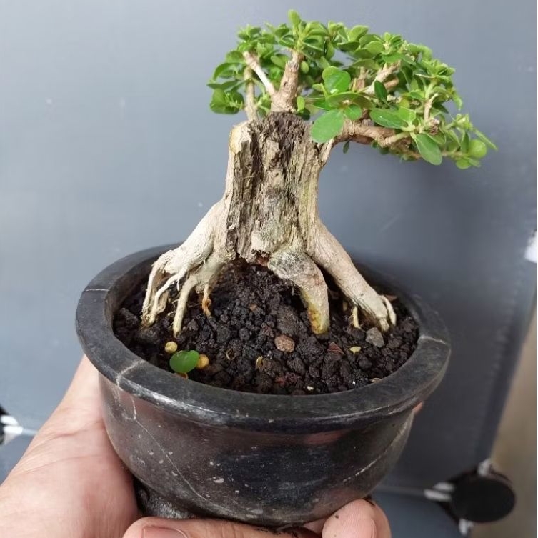 Bonsai Sancang Bahan Mini - Tanaman Hidup - Pajangan Meja