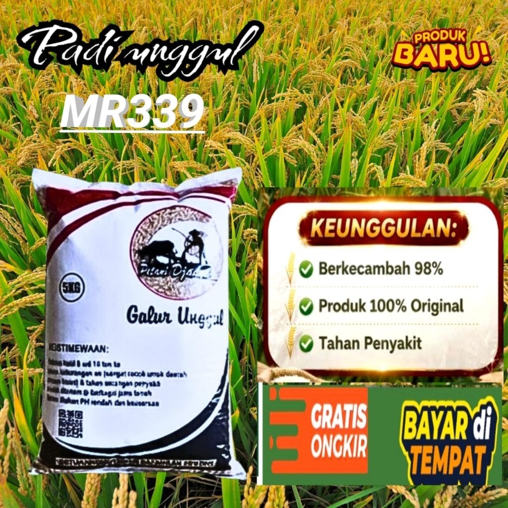 benih padi jenis mr339 5kg