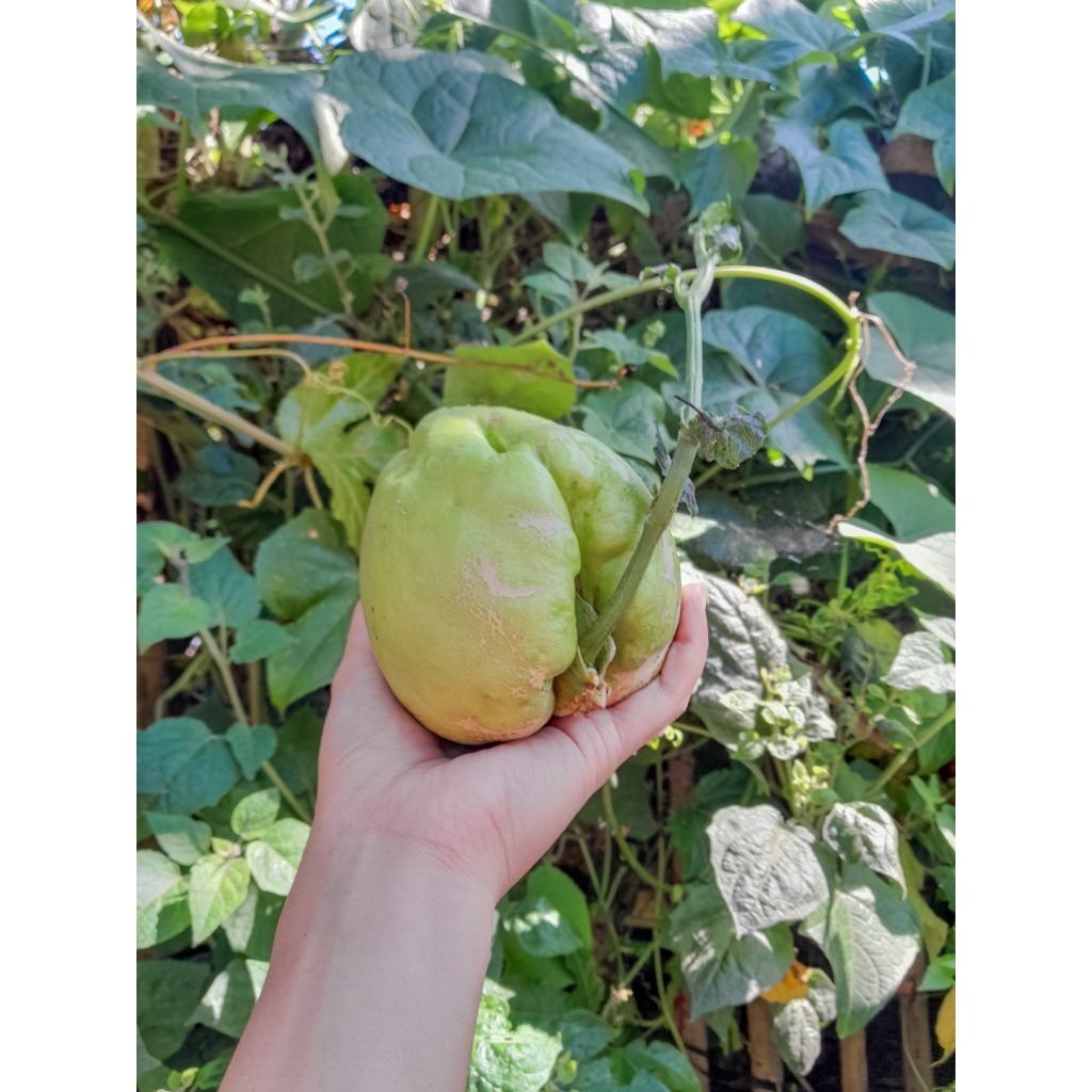 Bibit Labu Siam/ Labu Jipang (1Buah)