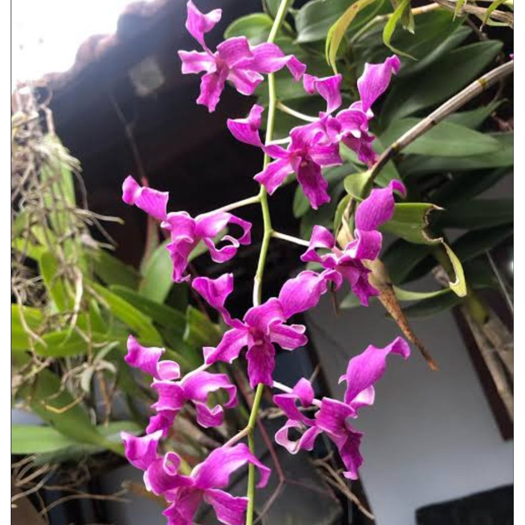 dendrobium tual maluku/dendrobium semi kriting