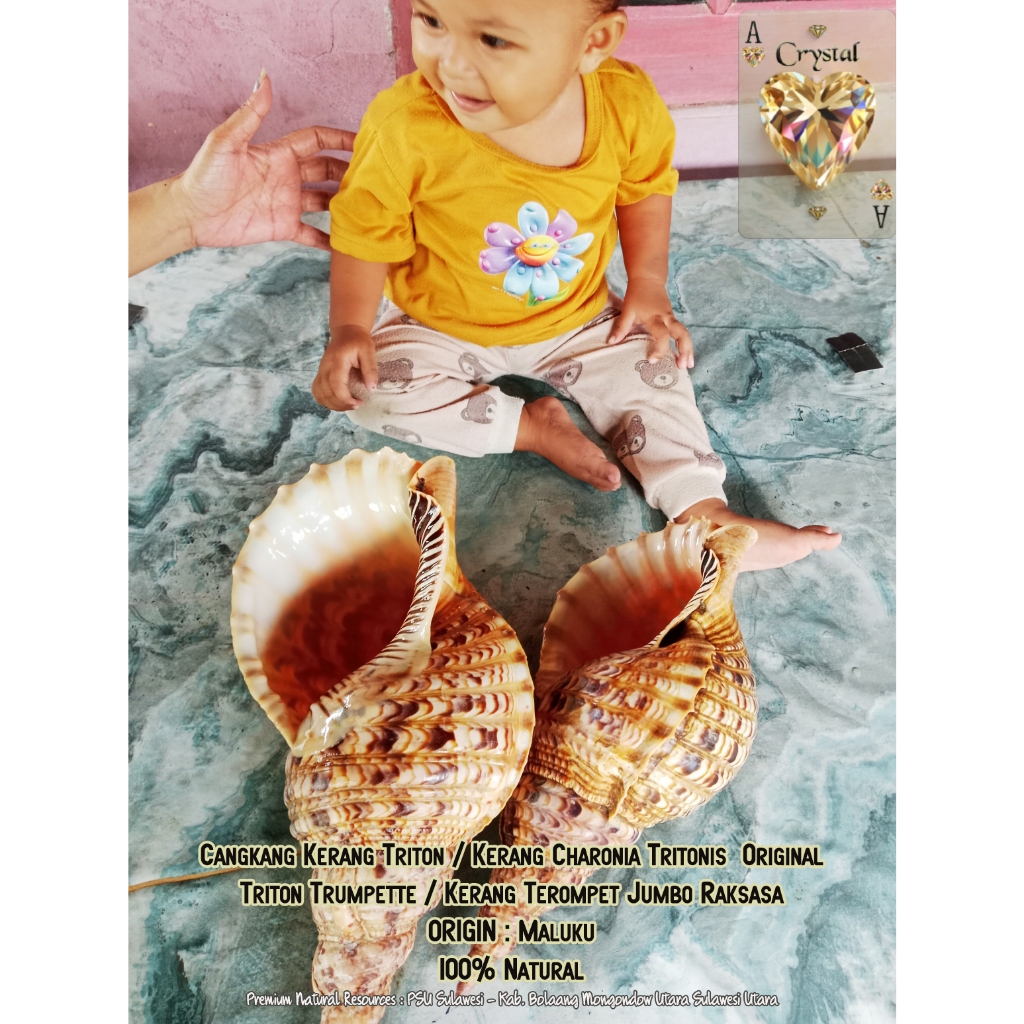 Kerang Triton Kerang Terompet Charonia Tritonis Original Kerang Purba Jumbo Raksasa Trumpette Antik