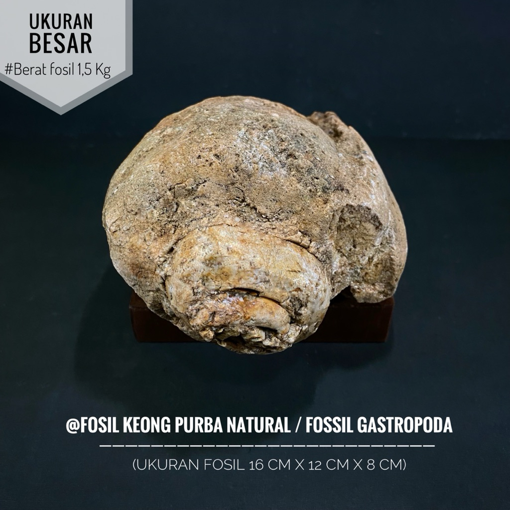 Fosil Keong Purba Natural B96 atau Fossil Snail atau Fosil Gastropoda atau Fosil Kerang atau Fosil K
