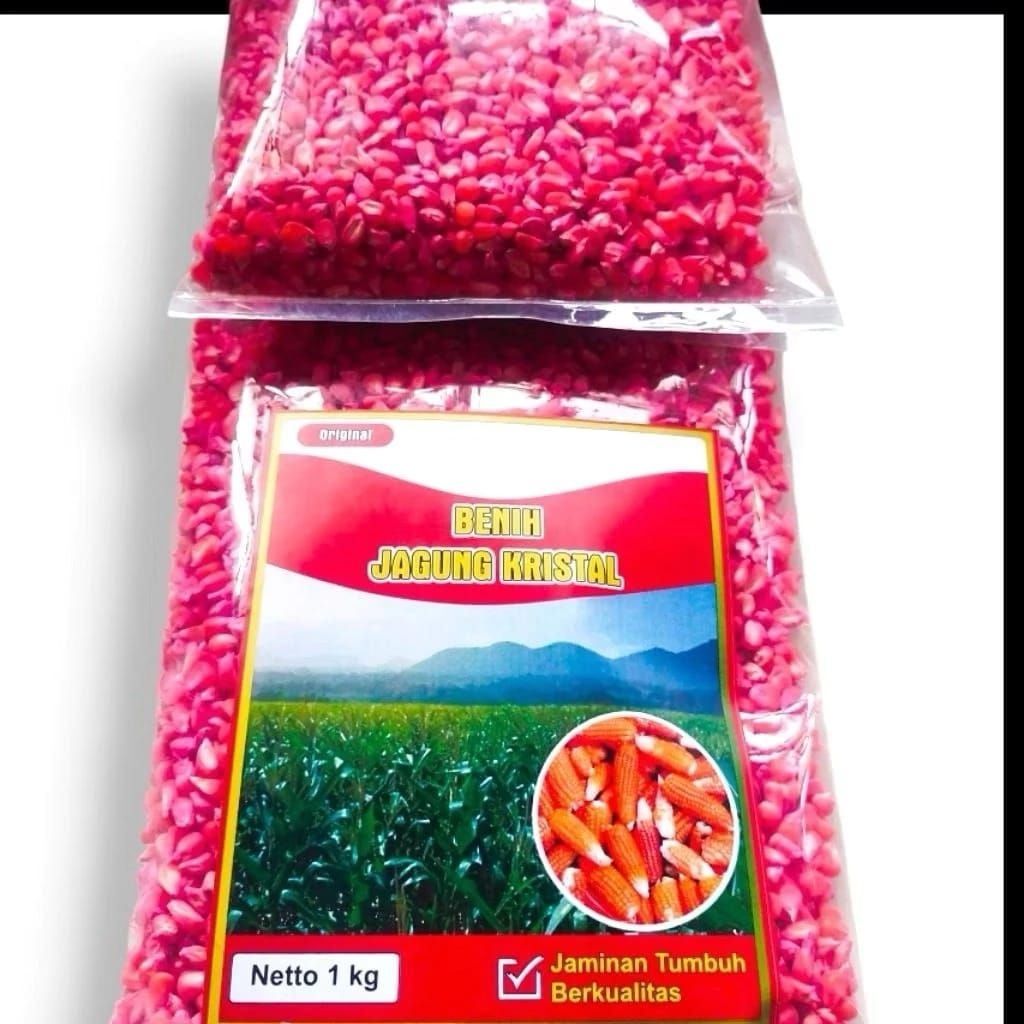 Benih Jagung Kristal