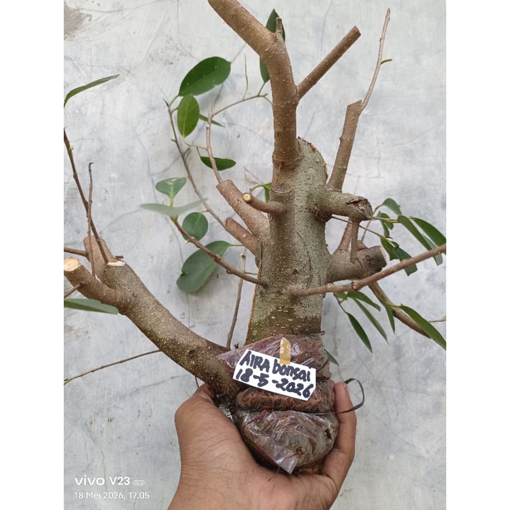cangkokan iprik silver pucuk merah gede