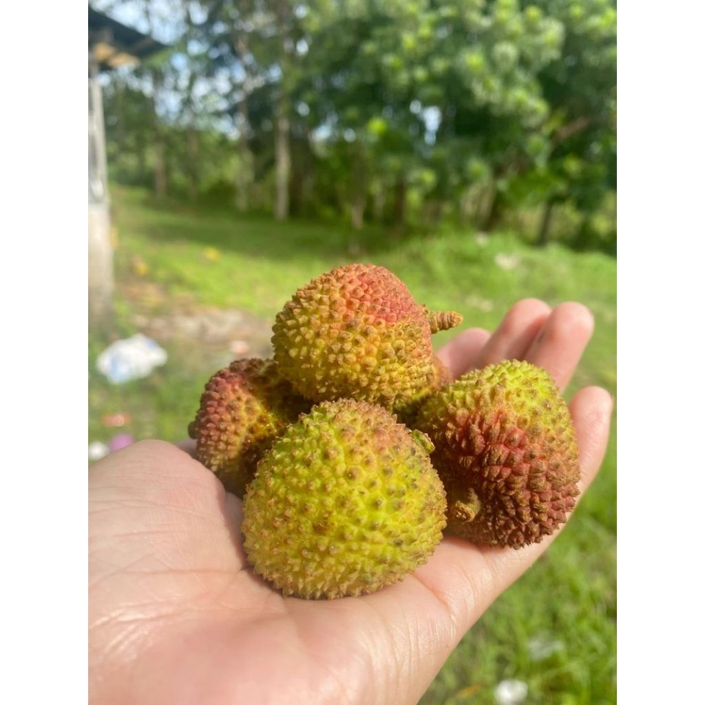 buah leci madu hijau fresh 1kg
