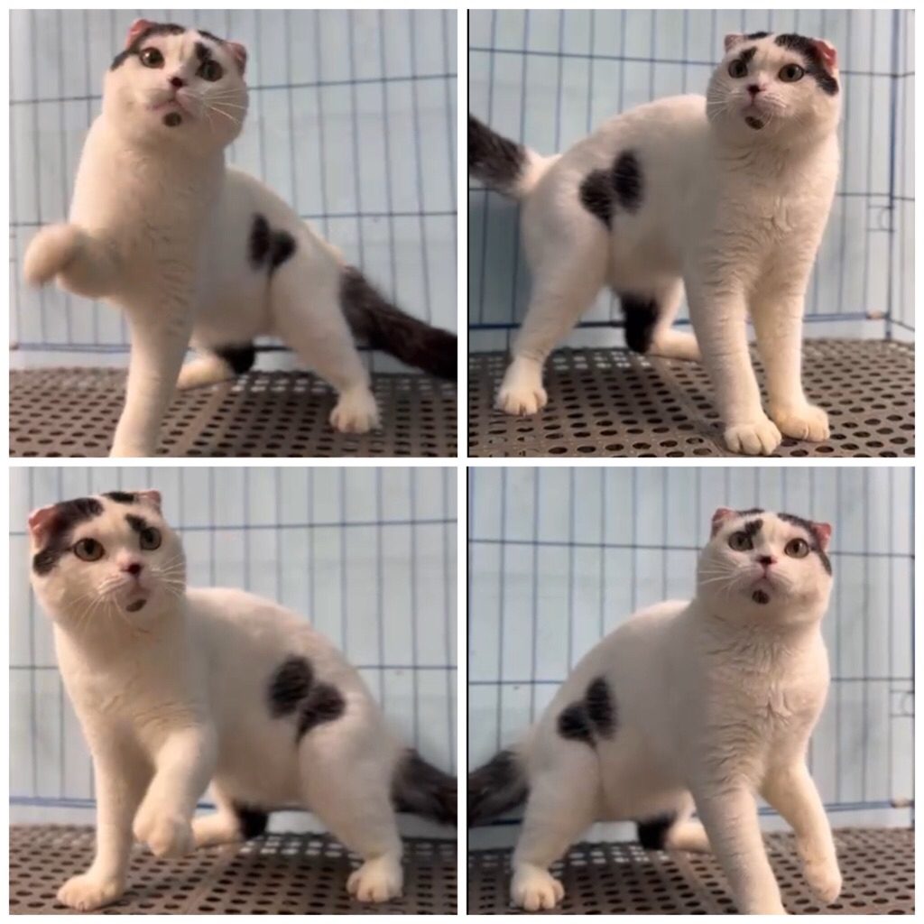 kucing scottish fold jantan