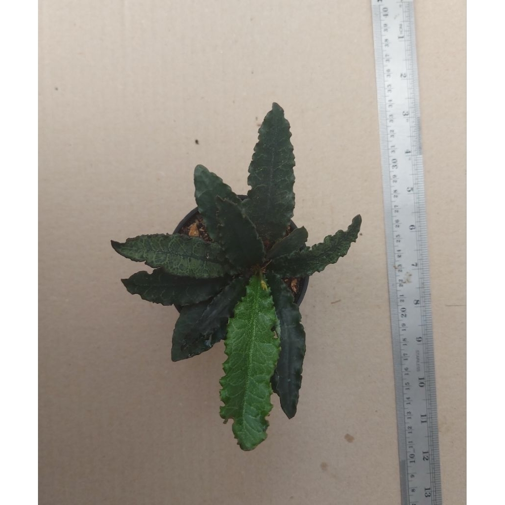 euphorbia francoisii hybrid